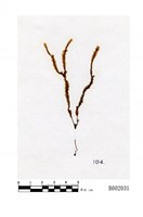 藏品(特異羽蘚)的圖片